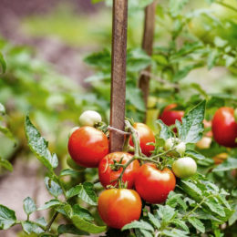 Tomates : pour de meilleurs produits et une culture efficiente